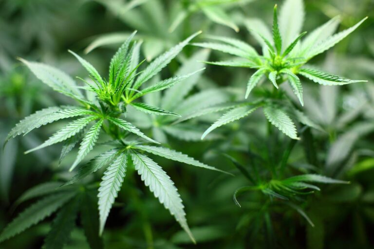 Missouri Democrats May Benefit from Recreational Marijuana Legalization Ballot Initiative